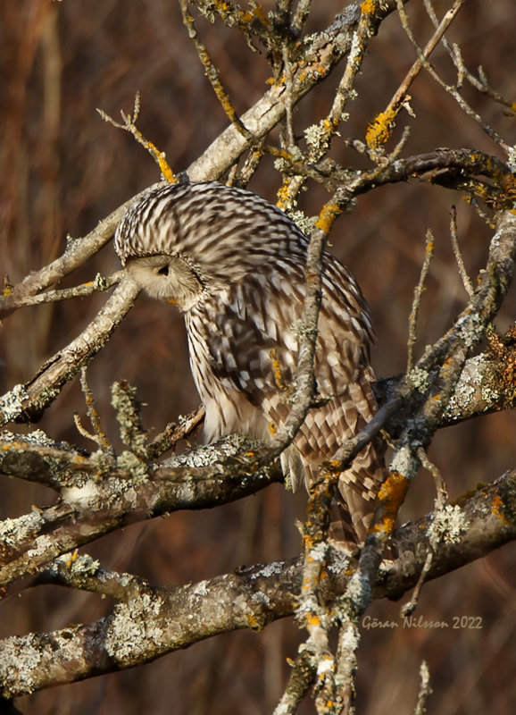 Slaguggla (strix uralensis)