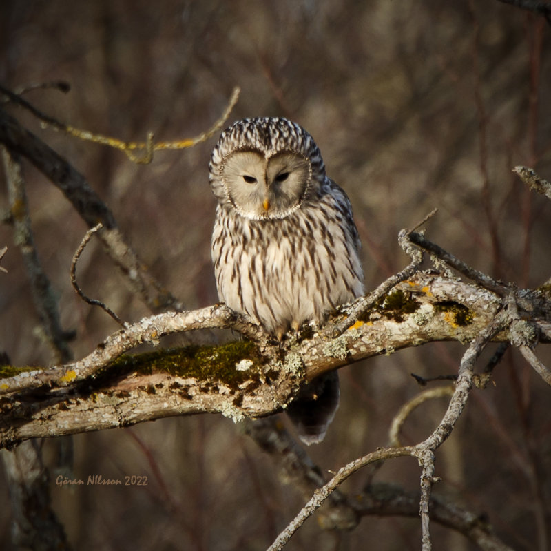Slaguggla (strix uralensis)