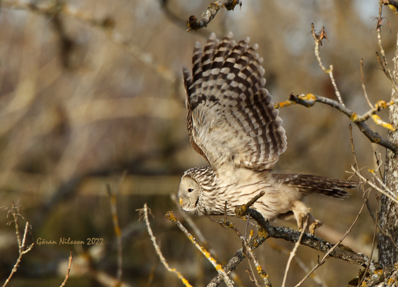 Slaguggla (strix uralensis)