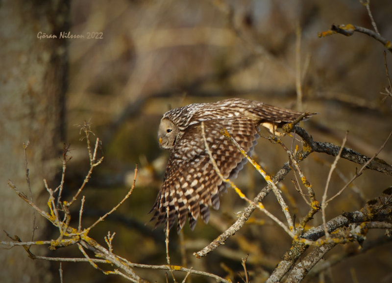 Slaguggla (strix uralensis)