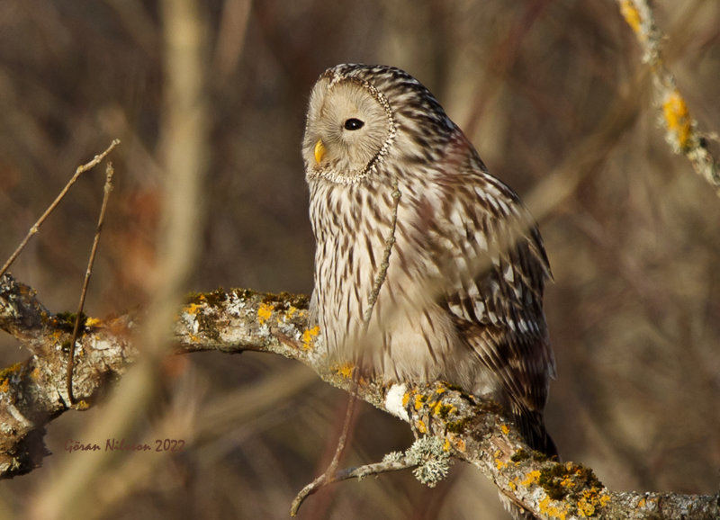 Slaguggla (strix uralensis)