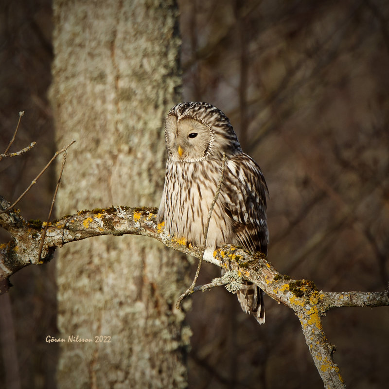 Slaguggla (strix uralensis)