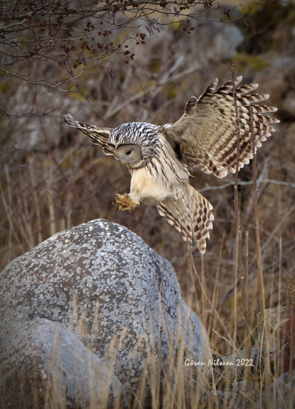 Slaguggla (strix uralensis)