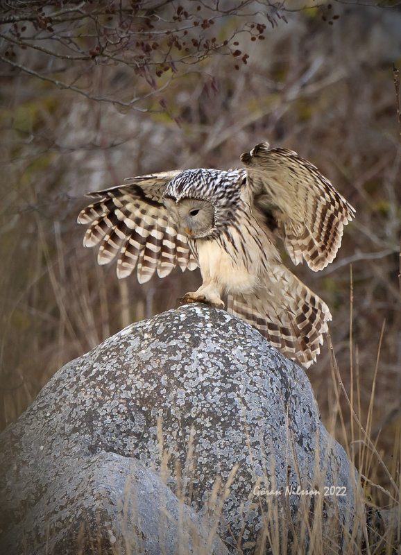 Slaguggla (strix uralensis)