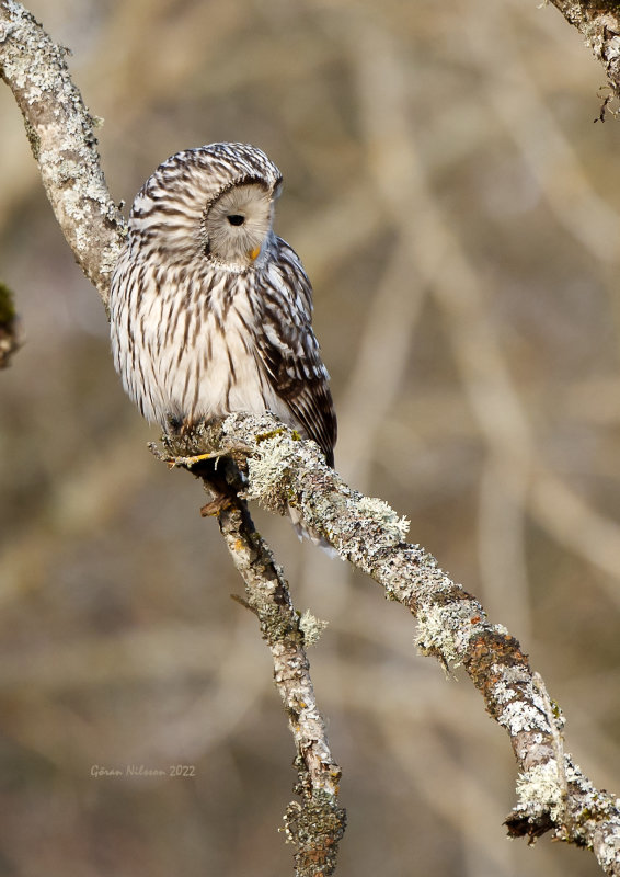 Slaguggla (strix uralensis)