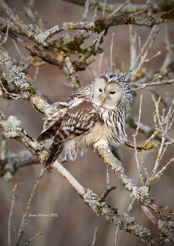 Slaguggla (strix uralensis)