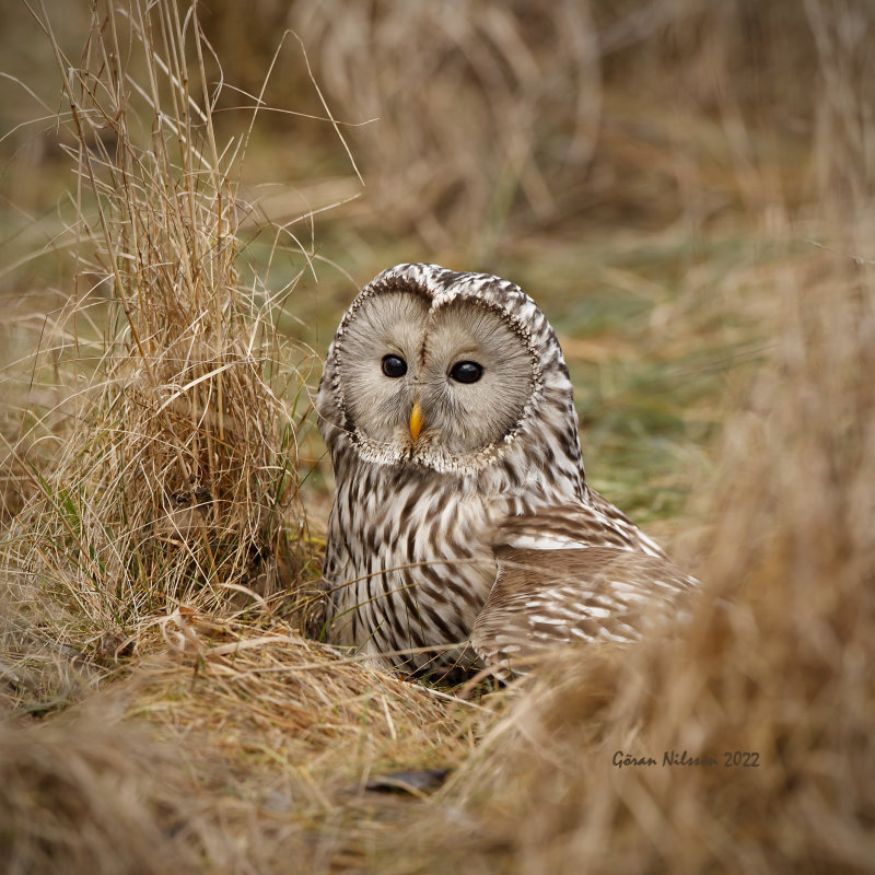 Slaguggla (strix uralensis)