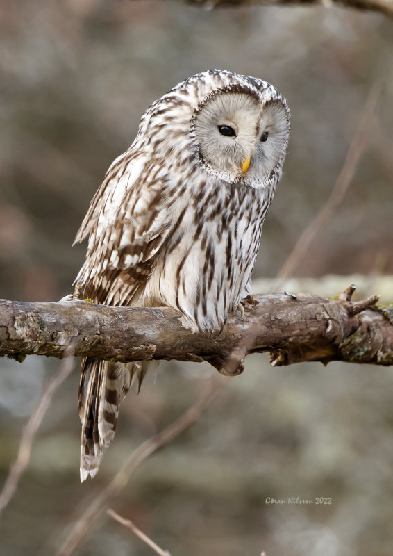 Slaguggla (strix uralensis)