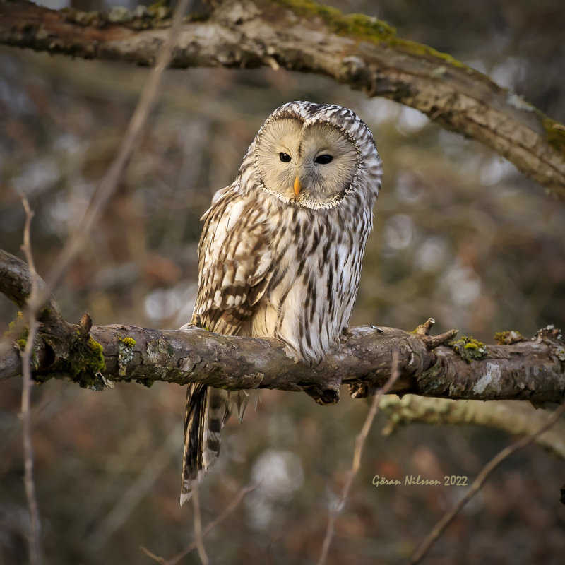 Slaguggla (strix uralensis)