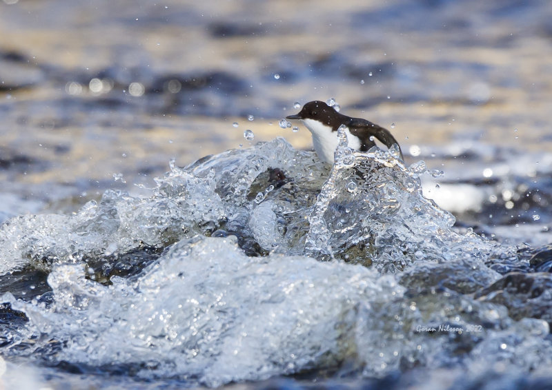 Strmstare (Cinclus cinclus)