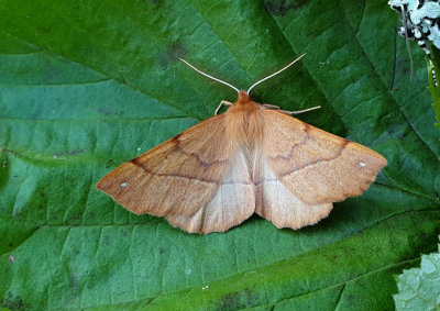 Feathered Thorn   Spinnarmtare