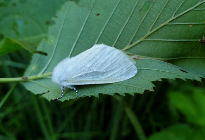 White Satin Moth   Videspinnare