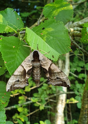 Eyed Hawk-moth   Videsvrmare