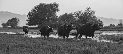 Kerkini lake (water buffalos)