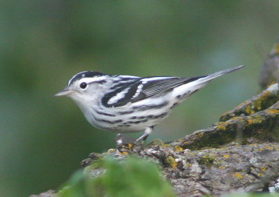 Black-and-white Warbler; female