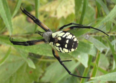 Argiope aurantia; Black and Yellow Argiope; female