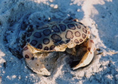 Calico Crab