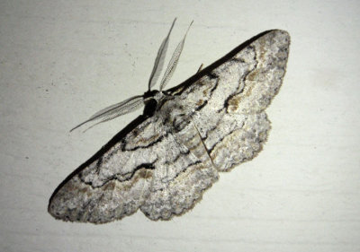 6586 - Iridopsis defectaria; Brown-shaded Gray