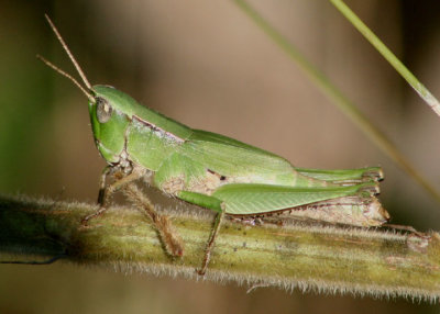 Dichromorpha viridis; Short-winged Green Grasshopper; female