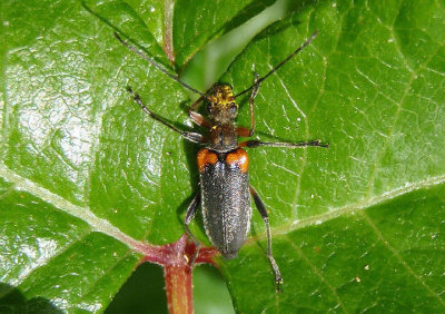 Cortodera cubitalis; Flower Longhorn Beetle species