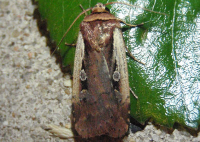 10891 - Ochropleura implecta; Flame-shouldered Dart