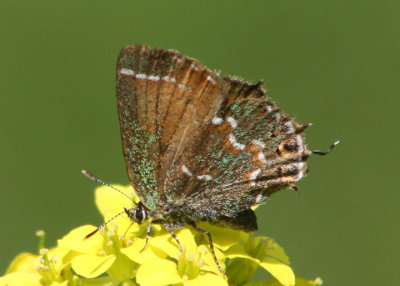 Callophrys gryneus gryneus; Olive Juniper Hairstreak