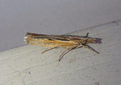 5413 - Pediasia trisecta; Sod Webworm Moth