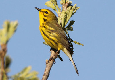 Prairie Warbler; male