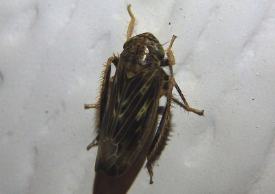 Limotettix varus; Leafhopper species