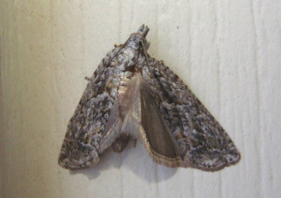 3335 - Epinotia nonana; Tortricid Moth species