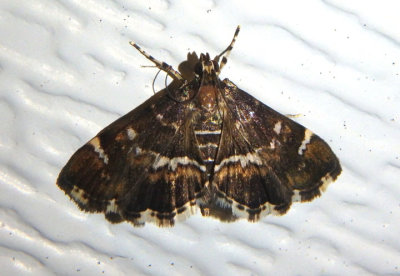 5169 - Hymenia perspectalis; Spotted Beet Webworm Moth