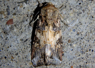 9669 - Spodoptera ornithogalli; Yellow-striped Armyworm Moth