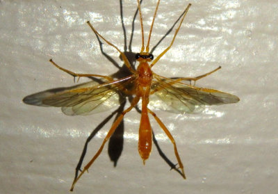 Austrozele Braconid Wasp species