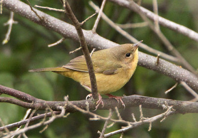 Common Yellowthroat; female