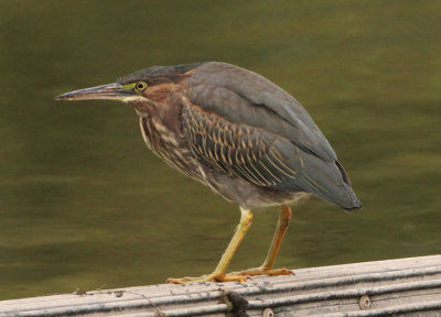 Green Heron; juvenile