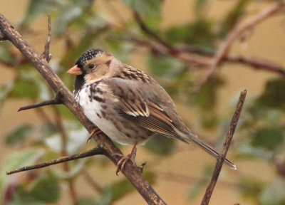 Harris's Sparrow; basic