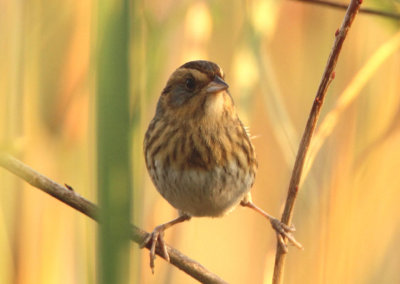 Nelson's Sparrow