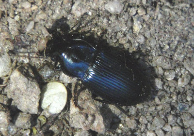 Notiobia mexicana; Ground Beetle species