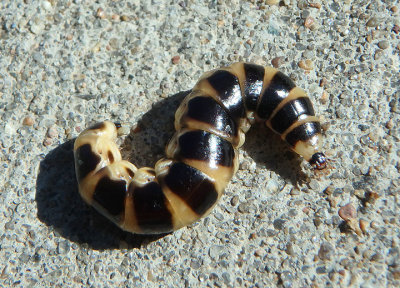 Phengodes Glowworm Beetle species