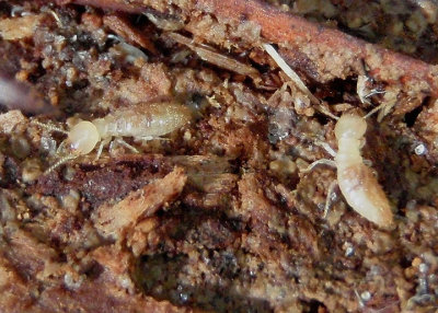 Rhinotermitidae Subterranean Termite species