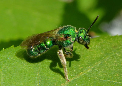 Sweat Bees and Relatives