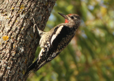 Yellow-bellied Sapsucker; young male