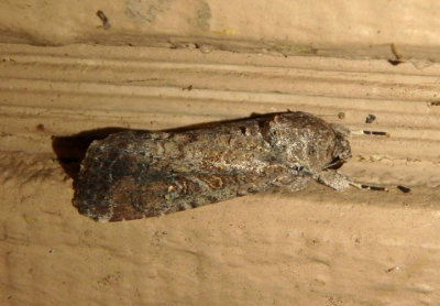 9666 - Spodoptera frugiperda; Fall Armyworm Moth; female