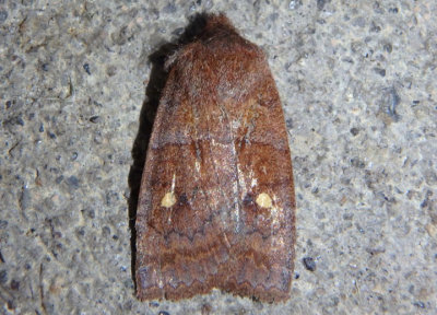 9933 - Eupsilia vinulenta; Straight-toothed Sallow