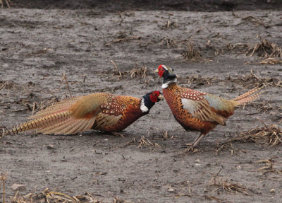 Ring-necked Pheasant; males; exotic