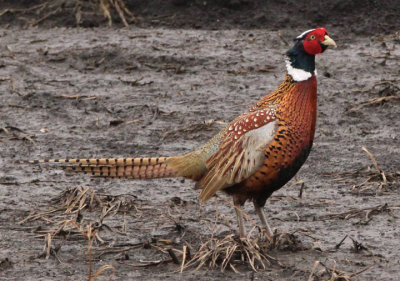 Ring-necked Pheasant; male; exotic
