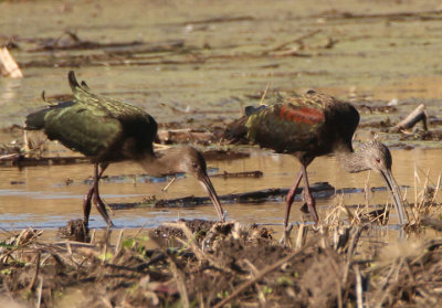 White-faced Ibis; immature and basic