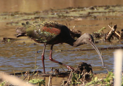 White-faced Ibis; basic