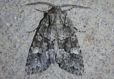 9989 - Sutyna privata; Private Sallow Moth