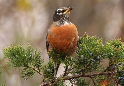 American Robin; female